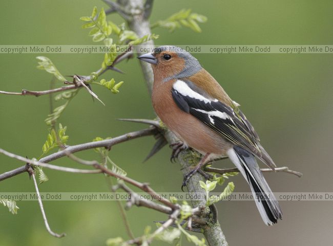 Chaffinch male