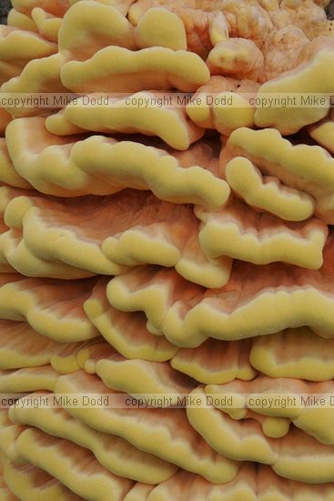 Laetiporus sulphureus Chicken of the woods on willow tree by river