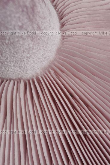 Lepista nuda Wood Blewit underside of cap showing gills
