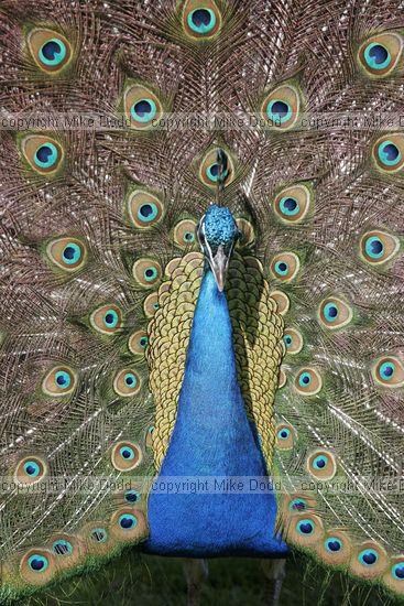 Peacock