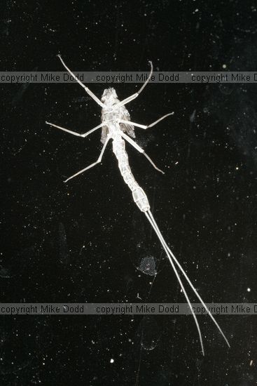 Cast off skin of mayfly (only insect that moults as adult?) adult is a small mayfly with a greenish body unfortunatly flew off just before I got photo.