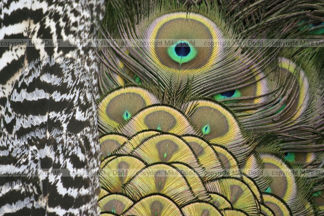 Peacock tail feathers