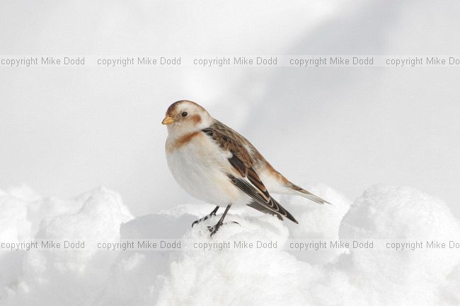 Snow bunting in snow Cairngorms