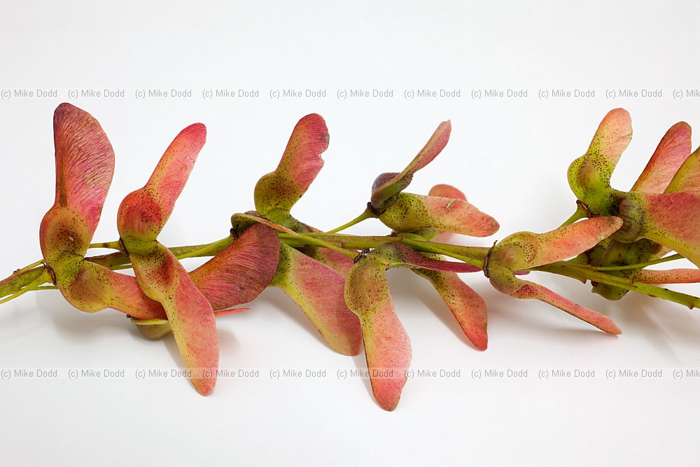 Acer davidii Pere David's Maple