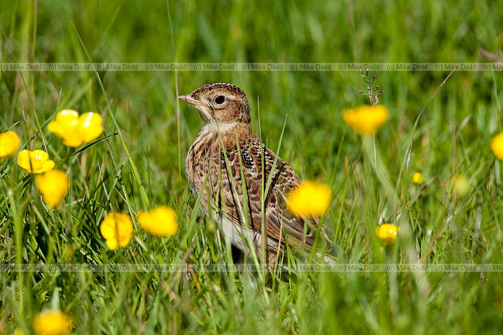 Alauda arvensis Skylark well grown chick