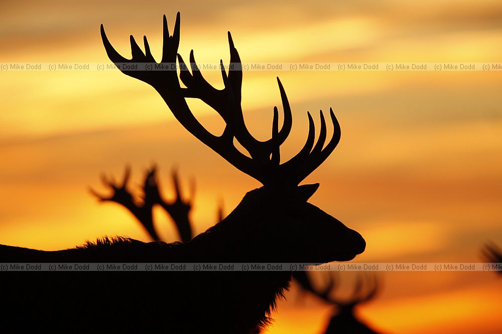 Cervus elaphus Red deer
