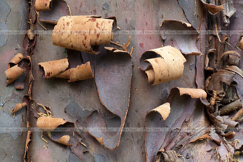 Cupressus guadalupensis