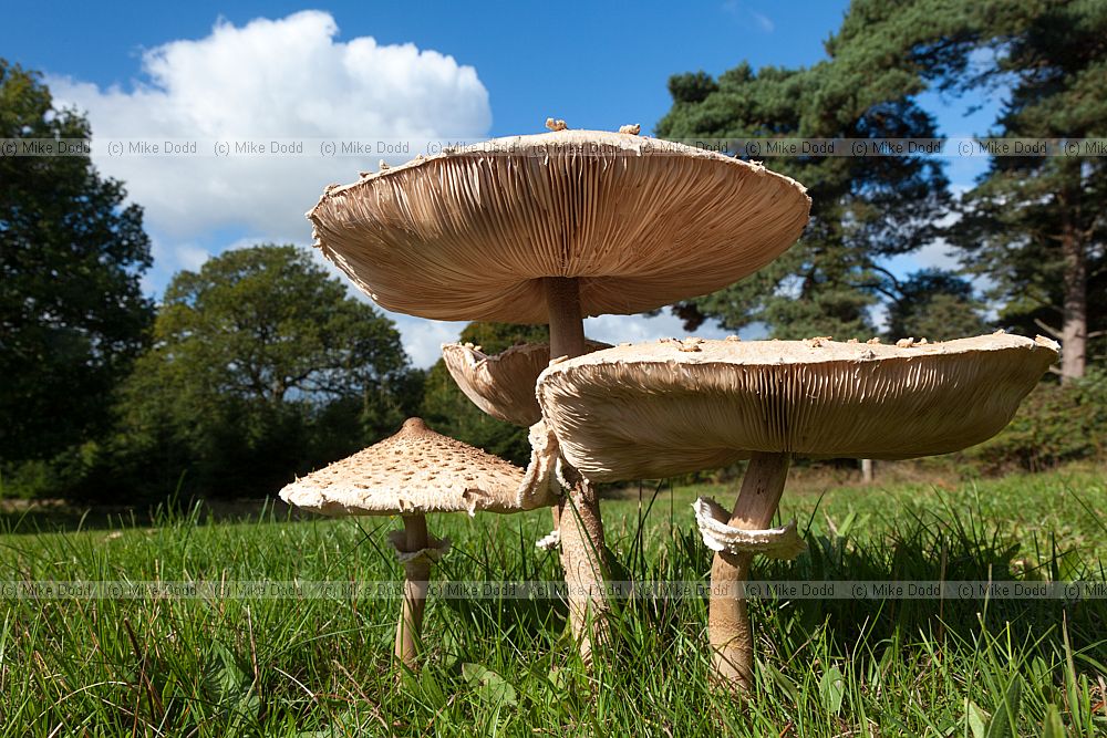Macrolepiota procera Parasol Mushroom