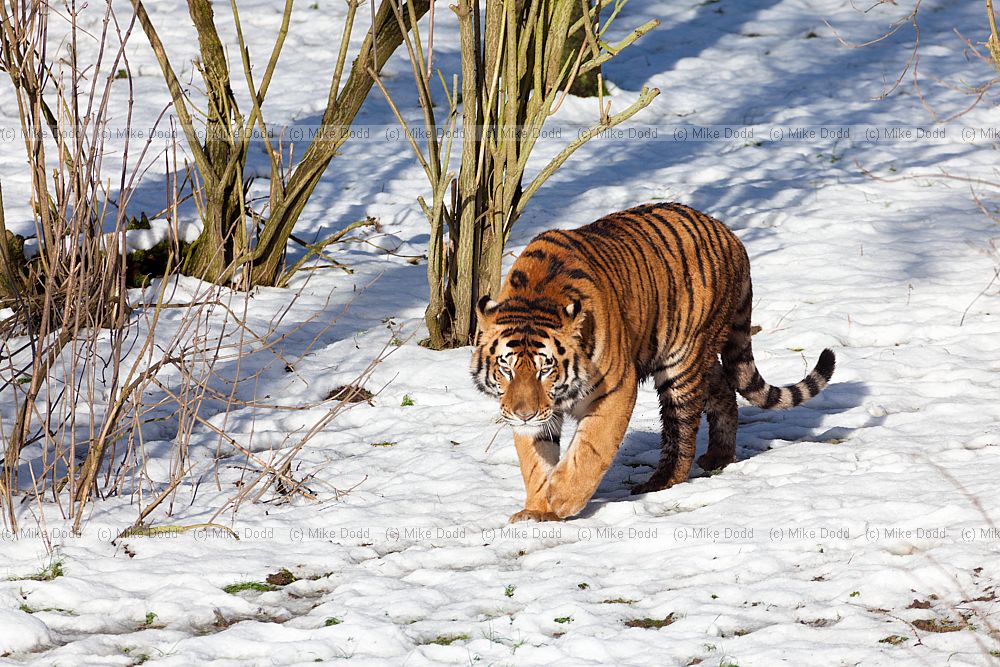 Panthera tigris altaica Siberian Tiger