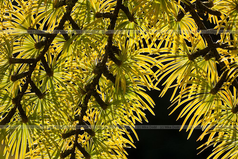 Pseudolarix amabilis Golden Larch