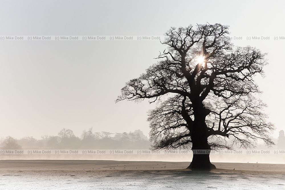 Quercus robur English Oak but note it has clusters of small curled leaves and small acorns so is not the normal form of Q. robur
