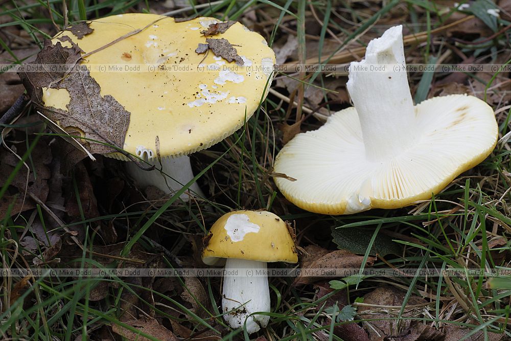 Russula � Brittlegills.  Many brightly coloured species with caps of red yellow purple green or white.  Brittle flesh easily fall to pieces if handled.  They often have a simple white stem. The gills (and spores) are white or pale coloured.