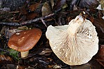 Lactarius – Milkcap.  Exude milk from gills and flesh when its damaged.  Flesh is brittle like Russulas so easily breaks up.