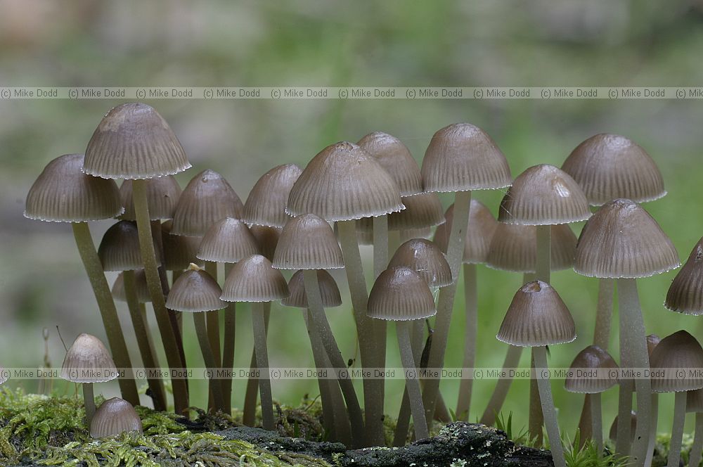 Mycena � small bell shaped mushrooms usually with a long thin stem often found on rotting wood or leaf litter.