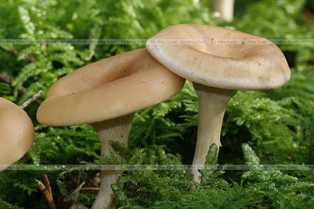 Clitocybe � funnel caps.  As name suggests usually funnel shaped some species are very large although others are small.  Gills usually run down the stem (decurrent).  Often have distinctive smells.