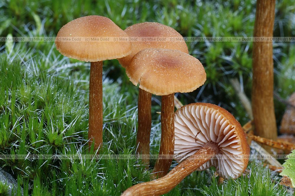 Laccaria � deceivers.  Colour often different when wet or dry and can look like any old small brown mushroom until you get your eye in to distinguish them.  Usually on ground in woods or heath.