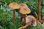 Laccaria – deceivers.  Colour often different when wet or dry and can look like any old small brown mushroom until you get your eye in to distinguish them.  Usually on ground in woods or heath.