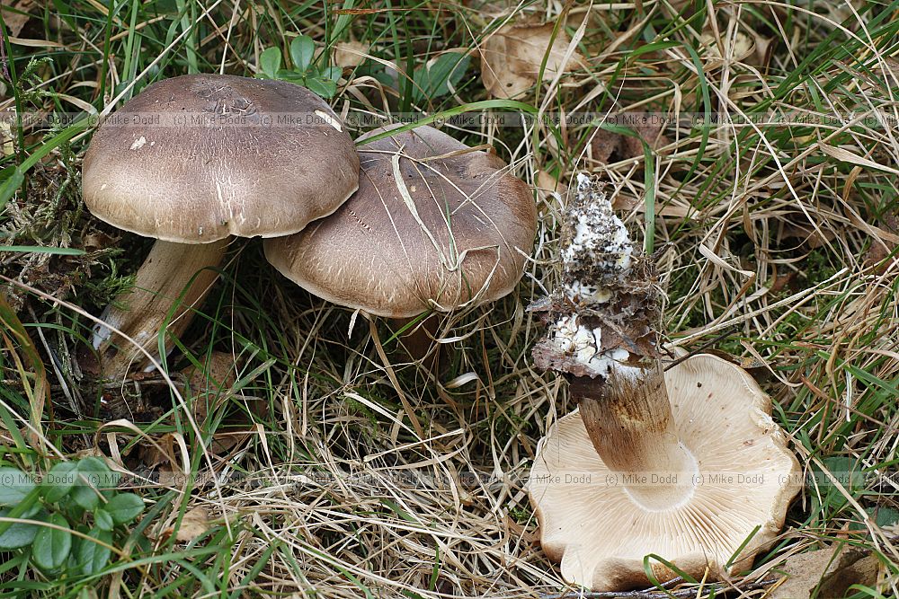 Tricholoma � Knights.  Usually white or pale coloured gills medium sized.  May have distinctive smell.  May have distinctive scaly or hairy caps.