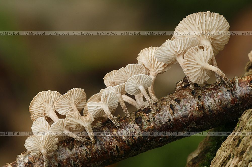 Marasmius � Parachute.  Most are very small and occur on twigs and other debris.  They are tough and leathery.  But fairy ring champignon Marasmius oreades is an example that is larger and easily recognised.