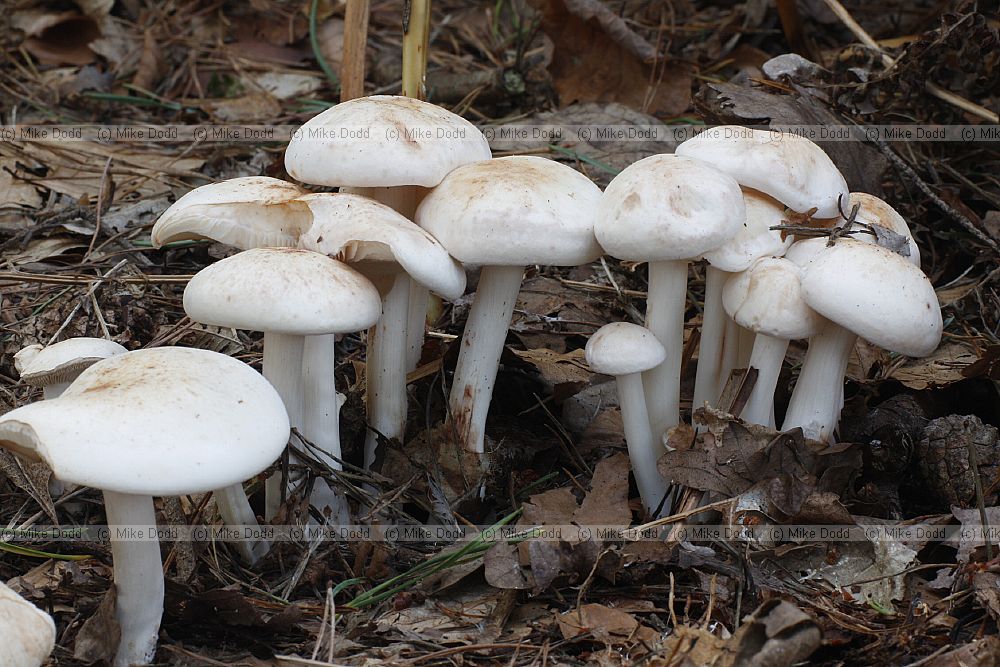Collybia � toughshanks.  Have tough flexible stems.  Found on the ground in woodland.