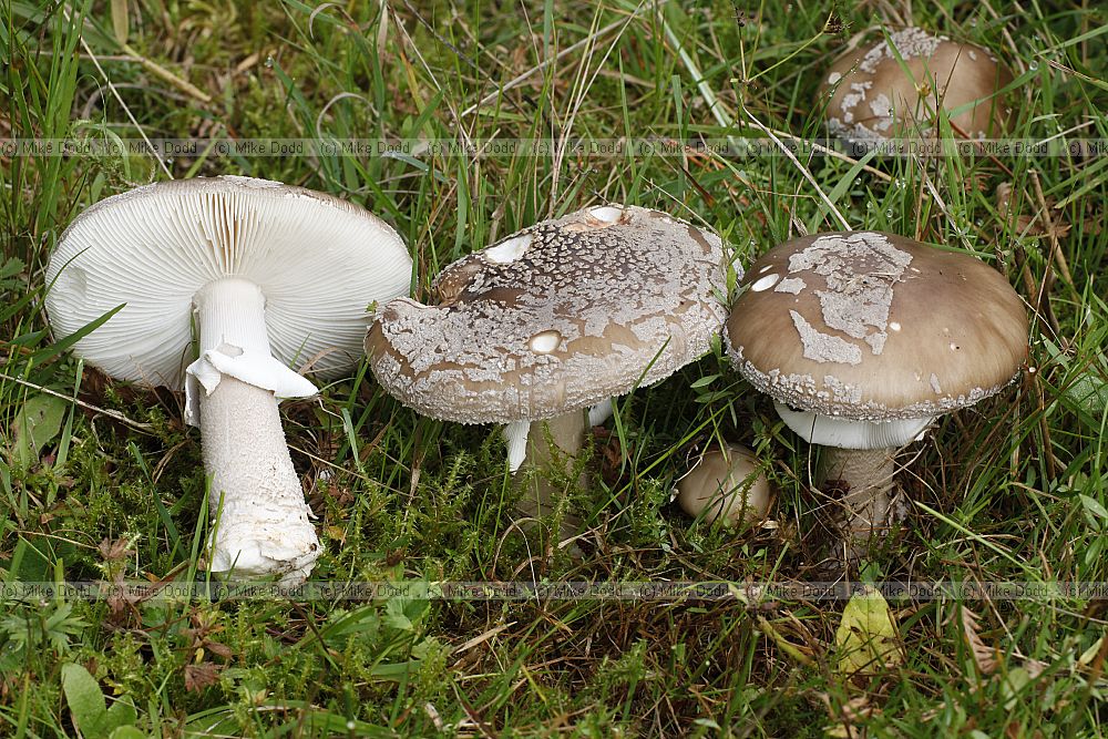 Amanita.  All have volva or sack at the base of the stem and several have rings on the stem.  Gills white.