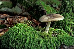 Pluteus.  Often singly on rotting wood can often see the tinge of pink spores on the gills.