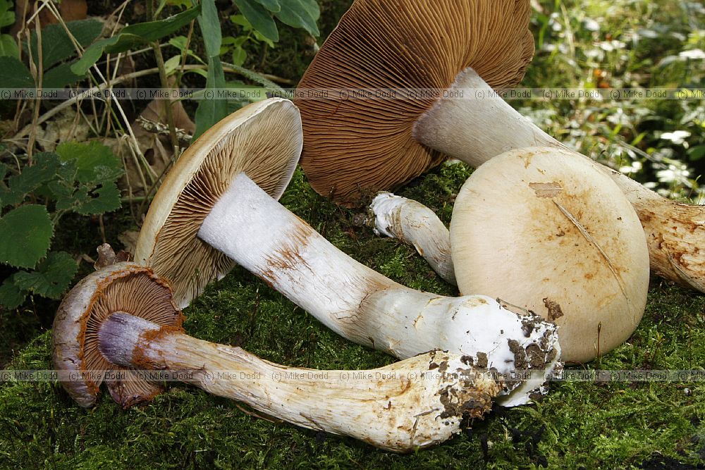 Cortinarius � Webcaps.  All have a web like cortina (which is easily rubbed off if you are not careful).  Gills of various colours but tend to turn brownish red as they release the spores.