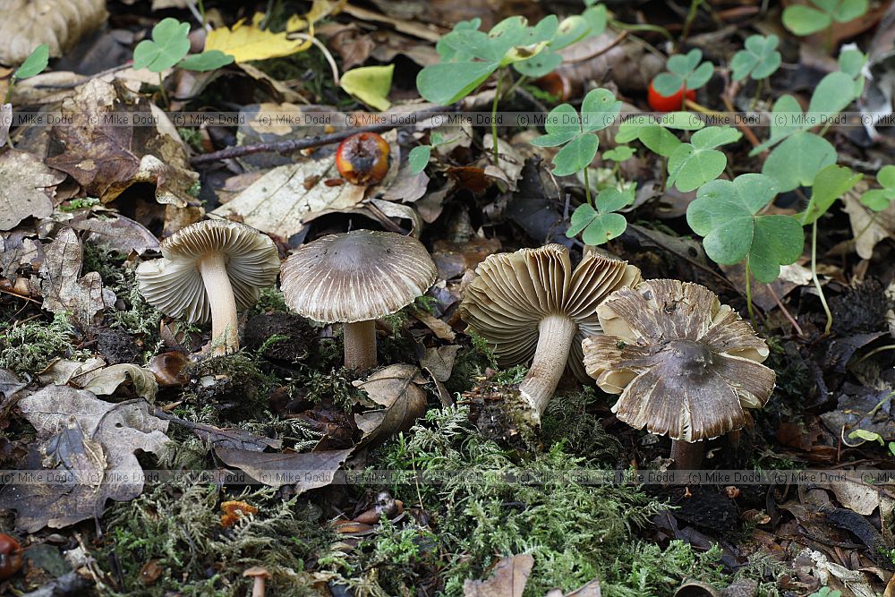 Inocybe � Fibrecap.  Cap often breaks up into radiating stripes as it dries out.  Small dull coloured fungi often seen along tracks.