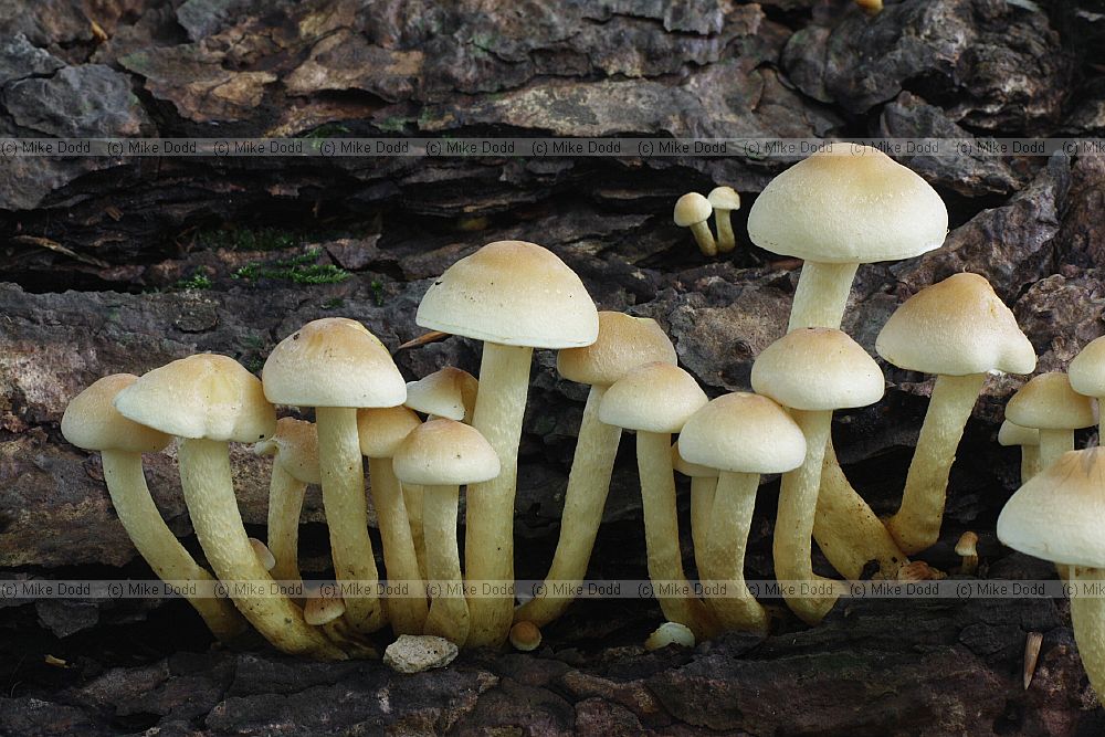 Hypholoma � dull orange/yellow or fawn coloured often growing on stumps in clusters.