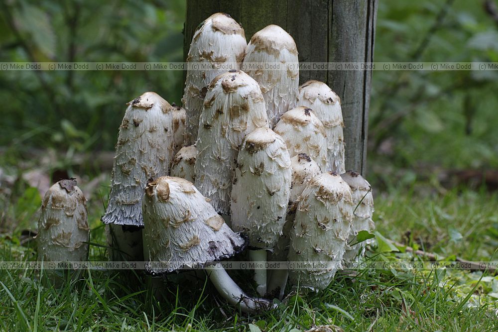 Coprinus � inkcaps.  Flimsy fungi that easily fall apart and rapidly deliquesce turning the gills into black ink.