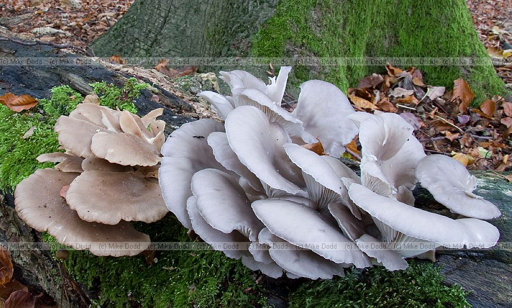 Pleurotus � oyster. Sometimes sold in supermarkets. Shell like cap with gills below growing on wood.