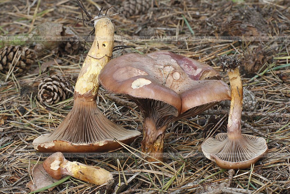 Gomphidius � Spike. Look somewhat unusual for gill fungi they are found under conifers and appear to be parasitic on both the mycorrhizal fungi and the trees.