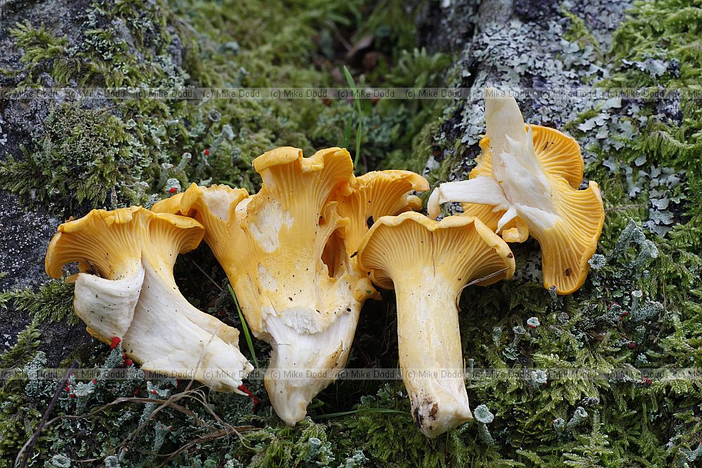 Chantharellus � chantarelles.  They have folds below the cap rather than true gills.