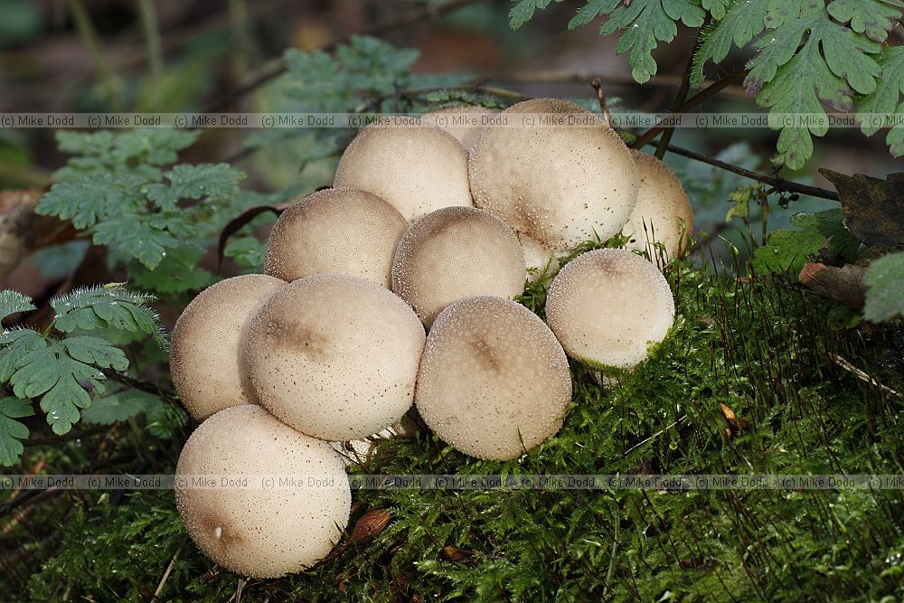 Puffballs and Earthballs � Spores are inside a roundish ball shaped structure.  Spore mass usually starts off white and matures brownish.