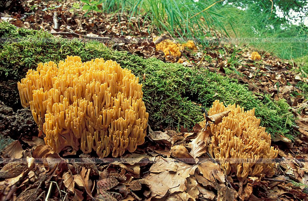 Coral fungi � as name suggests fungi that look like coral.  White yellow grey even pink branched structures usually growing on the ground.