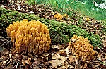 Coral fungi – as name suggests fungi that look like coral.  White yellow grey even pink branched structures usually growing on the ground.