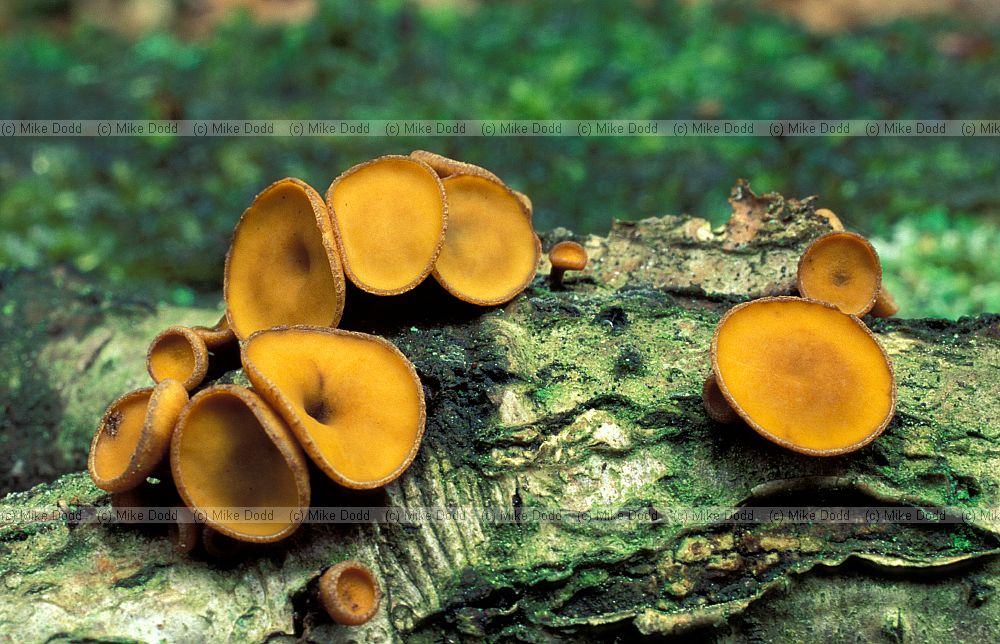 Cup fungi � thin layer forming a cup shape.  Rather variable in shape size and colour some are very tiny.