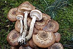 Armillaria Honey Fungus.  Honey coloured fungus that normally grows in large clusters on dead or dieing trees or shrubs can be a serious pathogen killing a wide range of plants.