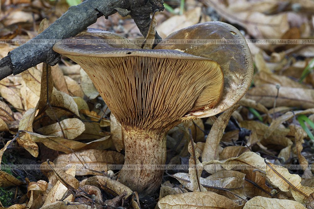 Paxillus involutus Brown roll-rim. Normally found with birch trees.  Grows on the ground and can initially look like a Boletus until you check under the cap and find it has gills rather than pores. Distinctive rolling in of the cap rim except in very old specimens.