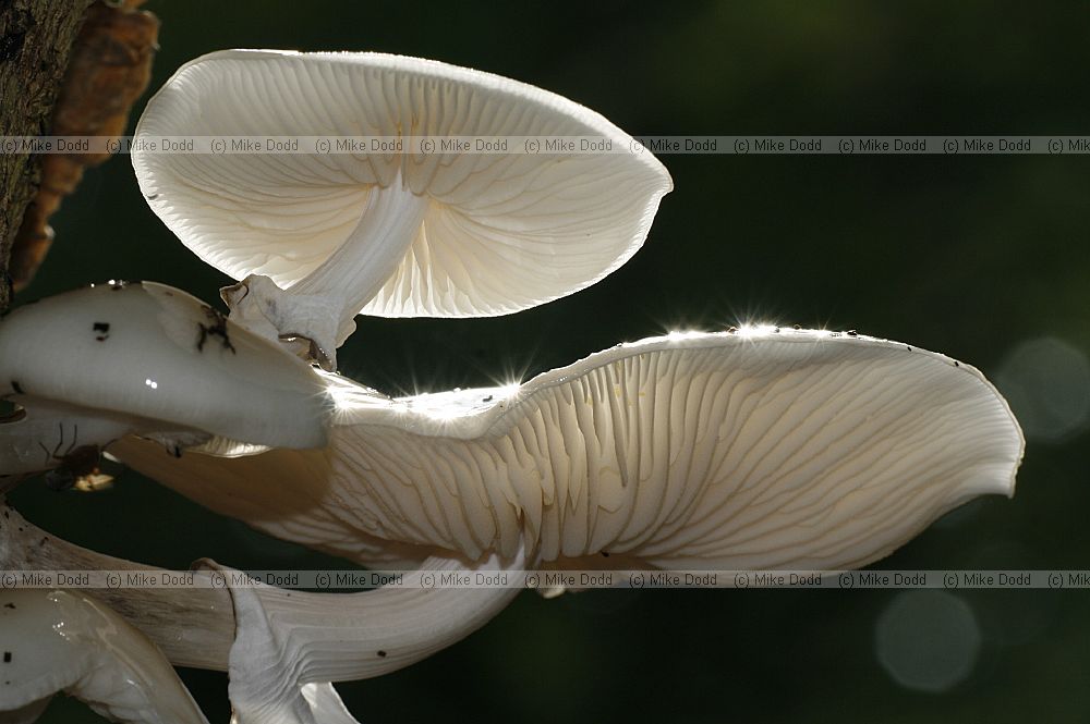 Oudemansiella mucida Porcelain fungus. Grows on beech trees.  The white caps can be very glutinous after rain.