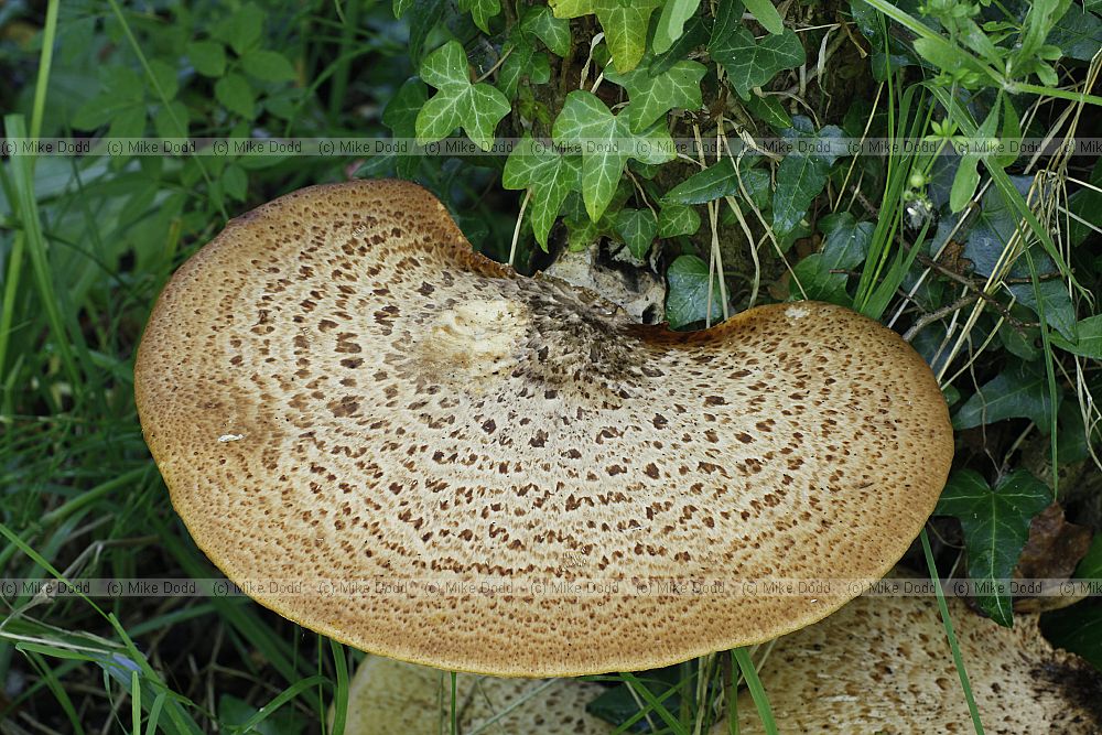 Polyporus squamosus Dryad's Saddle. Often found relatively high up growing out of the side of the tree in summer.