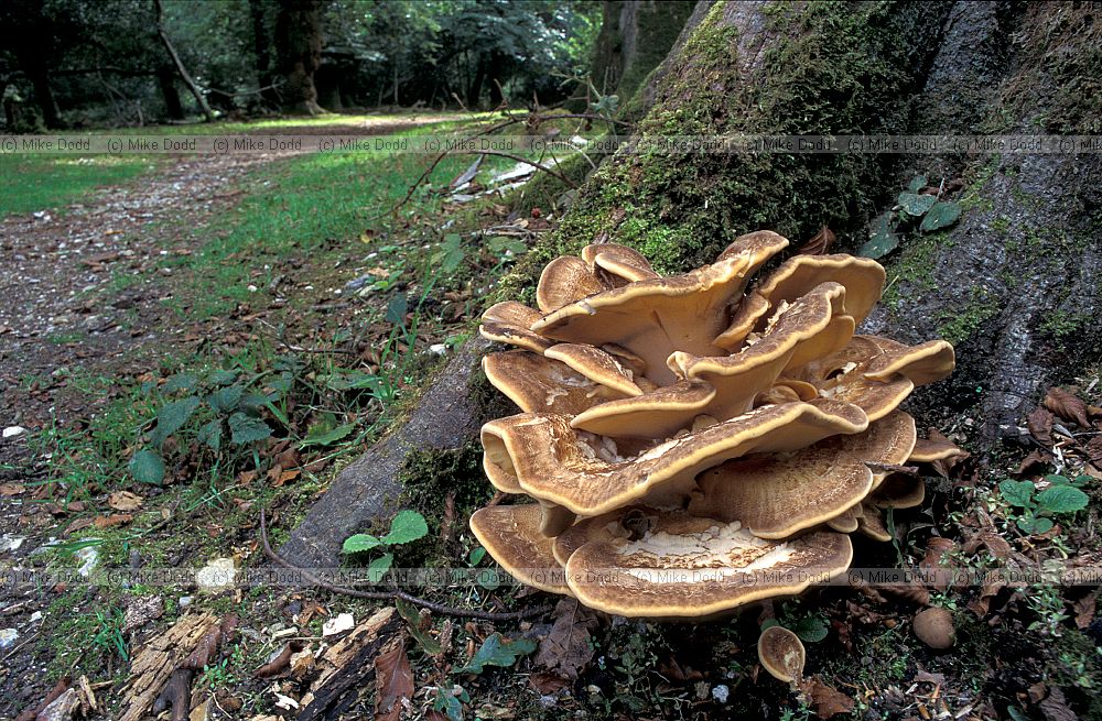 Meripilus giganteus - Giant Polypore. Huge many layered growths up to 80cm across at the base of trees or on stumps. Often on beech trees