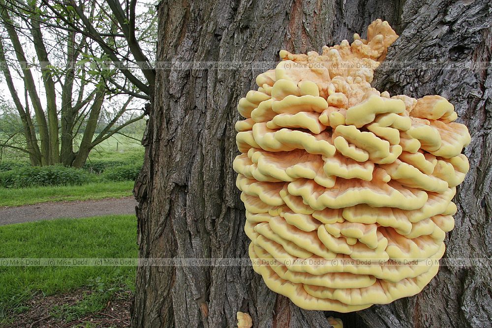 Laetiporus sulphureus Chicken of the woods. Series of bright yellow bracks up to 40cm across, succulent at first.  Drying harder and darker yellow before finally going white.