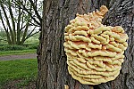 Laetiporus sulphureus Chicken of the woods. Series of bright yellow bracks up to 40cm across, succulent at first.  Drying harder and darker yellow before finally going white.