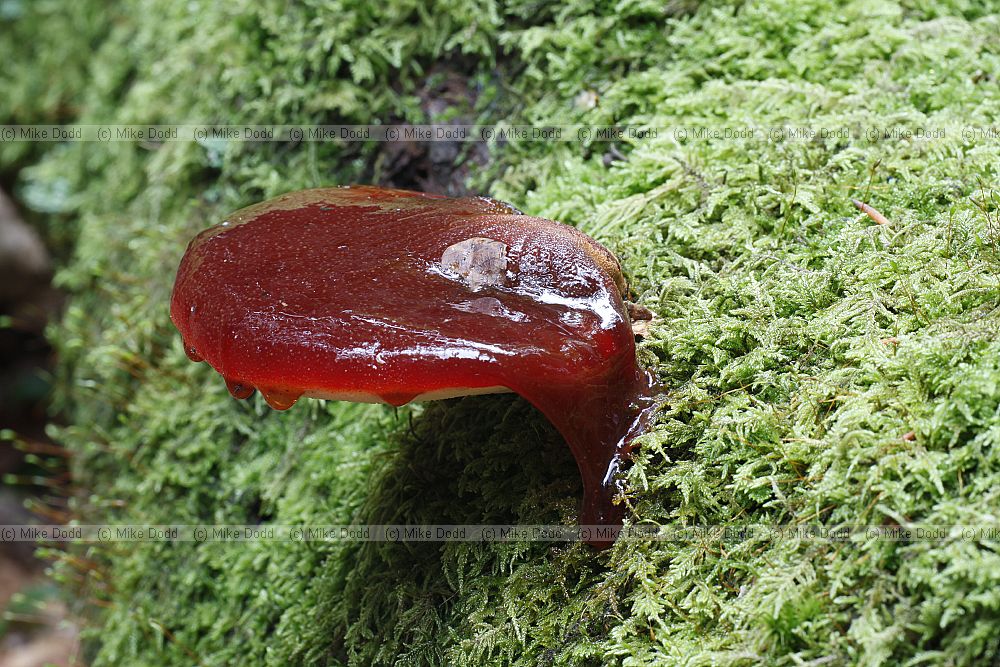 Fistulina hepatica Beefsteak Fungus. Looks very much like a bloody piece of red meat sticking out of the side usually of oak trees.