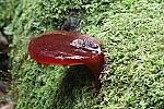 Fistulina hepatica Beefsteak Fungus. Looks very much like a bloody piece of red meat sticking out of the side usually of oak trees.