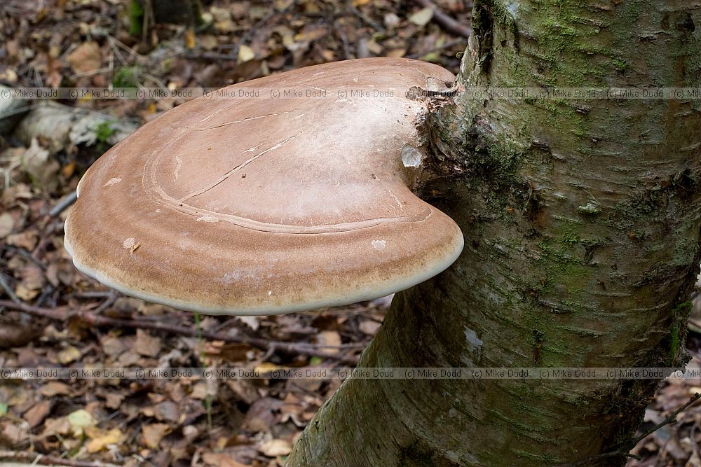 Piptoporus betulinus Birch Polypore. Whitish rounded rubbery thick bracket on birch trees.