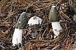 Phallus impudicus - Stinkhorn, Unmistakable. Fruiting body becomes erect from underground ‘egg’ stage.  Flies carry off the green foul smelling spore mass.