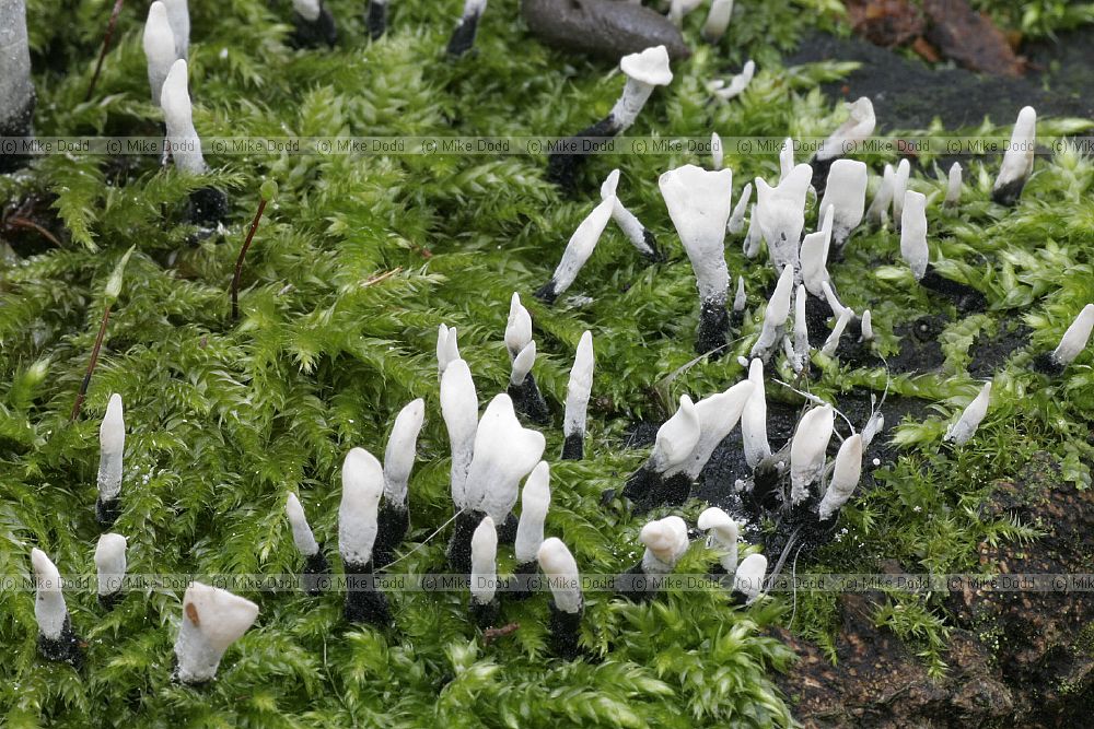 Xylaria hypoxylon - Candlesnuff fungus. Small branching fruit body about 5cm high.  Black at first turning white at the top.  On dead wood.  All year.