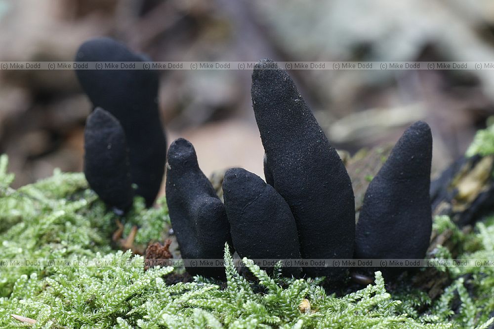 Xylaria polymorpha Dead Man's Fingers. Tough cylindrical black fruiting body up to 8cm high. Usually growing on beech logs or stumps. All year.